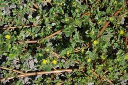 Image: P.B. Heenan © Landcare Research 2014 